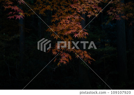 Autumn leaves at Hananuki Valley in Ibaraki Prefecture 109107920