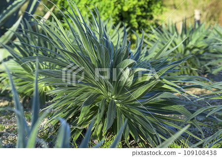 A young plant of Echium wildpretii that blooms with jewel-like flowers. A young plant of Echium wildpretii that blooms with jewel-like flowers. 109108438