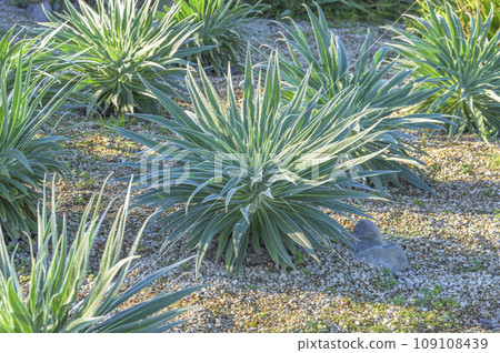 A young plant of Echium wildpretii that blooms with jewel-like flowers. A young plant of Echium wildpretii that blooms with jewel-like flowers. 109108439