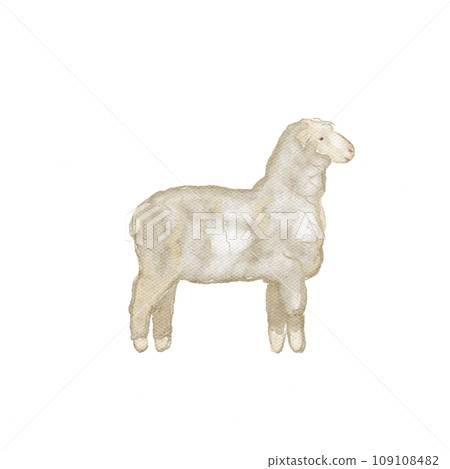 Hand painted watercolor sheep isolated on white Hand painted watercolor sheep isolated on white 109108482