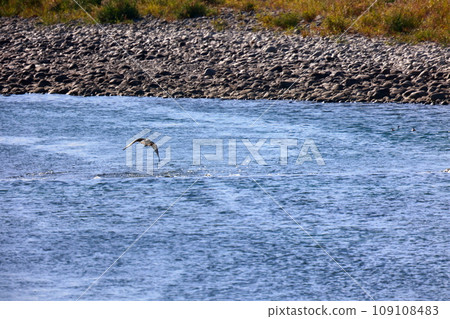 魚鷹在河裡抓魚 魚鷹在河裡抓魚 109108483