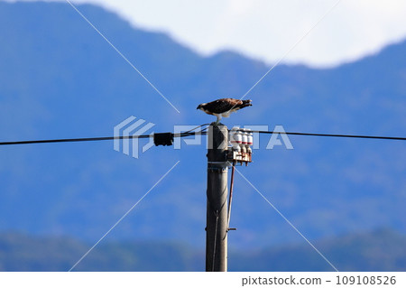 Osprey eating fish on a telephone pole 109108526