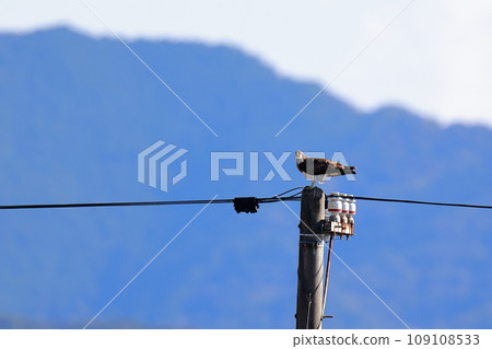 Osprey eating fish on a telephone pole Osprey eating fish on a telephone pole 109108533