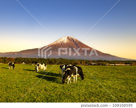 A herd of cows at Asagiri Kogen Farm in Fujinomiya City, Shizuoka Prefecture and Mt. Fuji at dusk 109108595