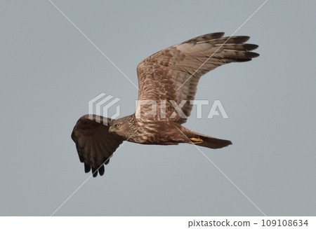 Chuhi flying in the blue sky Chuhi flying in the blue sky 109108634
