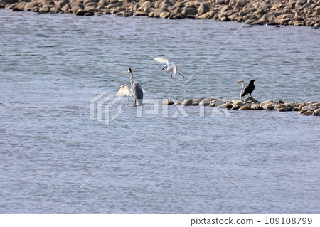 egret fight 109108799