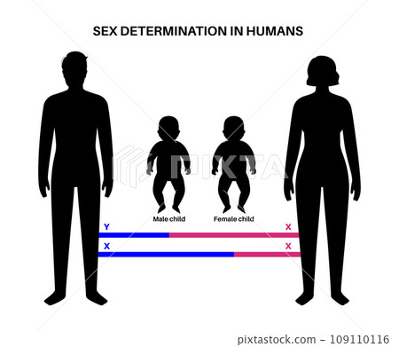 Sex Determination in Humans Sex Determination in Humans 109110116
