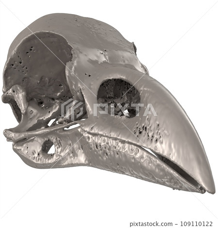Bird Skull isolated on white background Bird Skull isolated on white background 109110122