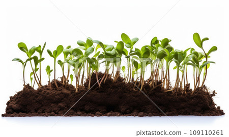 green plant growing on soil isolate white background green plant growing on soil isolate white background 109110261