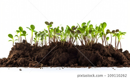green plant growing on soil isolate white background green plant growing on soil isolate white background 109110262