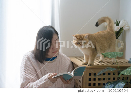 cat care concept with asian woman read book and play with gold british cat at home cat care concept with asian woman read book and play with gold british cat at home 109110494