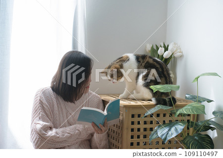 cat care concept with asian woman read book and play with scottish tabby cat at home cat care concept with asian woman read book and play with scottish tabby cat at home 109110497