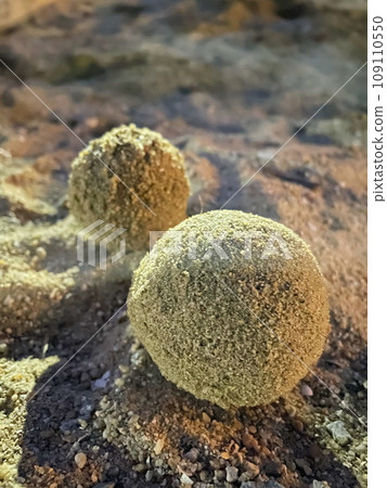 兩個泥球排成一排 兩個泥球排成一排 109110550