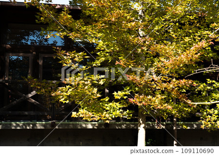 深秋闊葉林變色 109110690