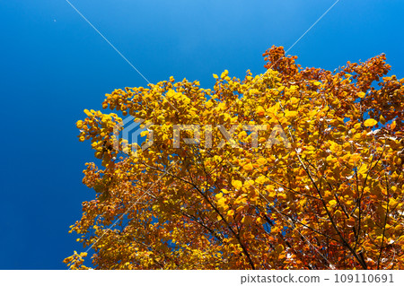 深秋闊葉林變色 109110691