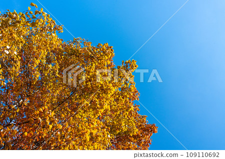 深秋闊葉林變色 深秋闊葉林變色 109110692