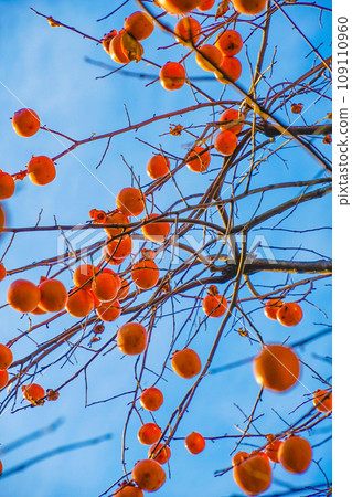 Image of persimmon tree and blue sky Image of persimmon tree and blue sky 109110960