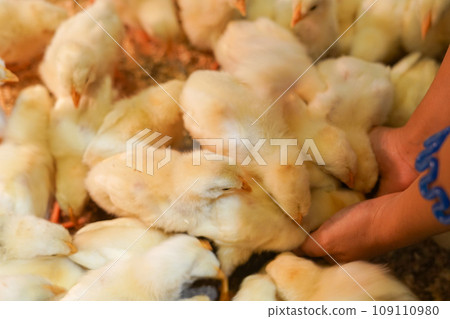 Cute chick image 109110980