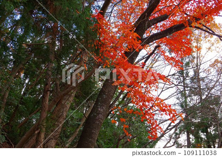 Autumn leaves 109111038