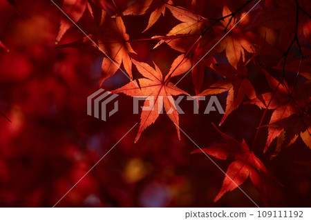 紅楓葉和閃亮光的特寫 109111192