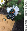 Satsumanishiki 109111202