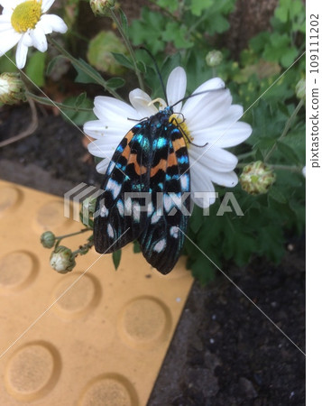 Satsumanishiki 109111202