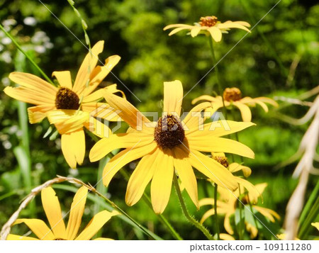 yellow flower of blackberry yellow flower of blackberry 109111280