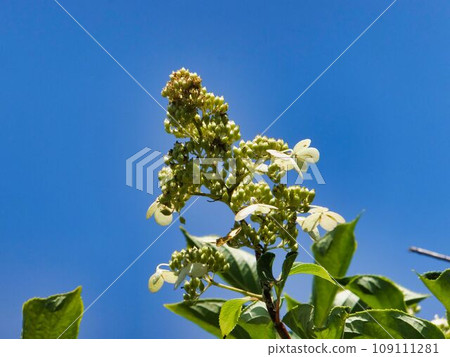 White flowers of Panicled hydrangea White flowers of Panicled hydrangea 109111281