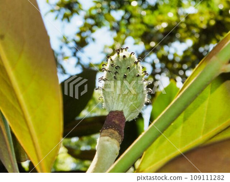 white-brown fruit of taisanbok white-brown fruit of taisanbok 109111282