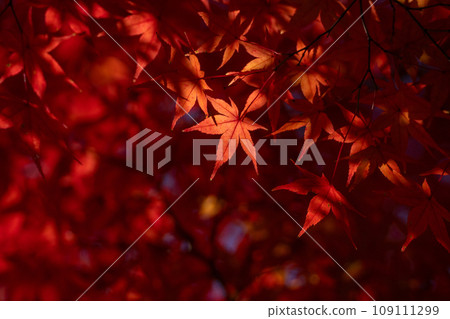 Momige染成紅色 109111299