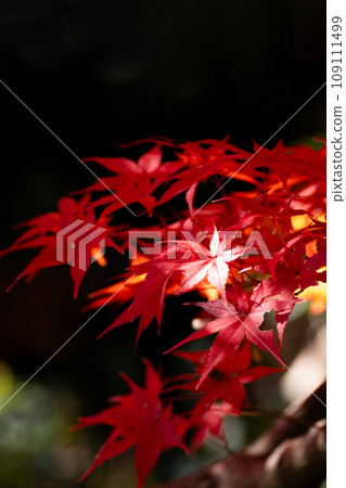 Momige染成紅色 Momige染成紅色 109111499