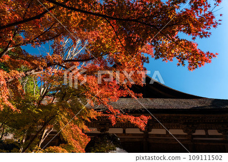 紅楓葉和寺廟屋頂 109111502