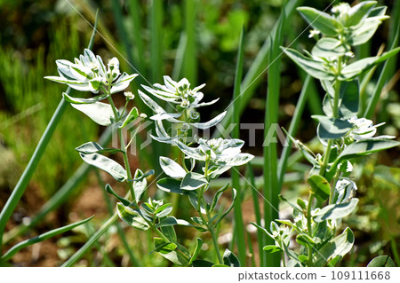 Hatsumi貓頭鷹（第一場雪草） 109111668