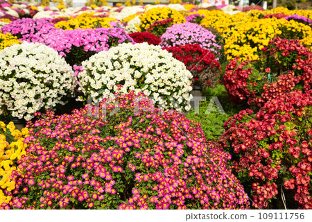 色彩繽紛的札魯菊花裝飾著秋天 色彩繽紛的札魯菊花裝飾著秋天 109111756