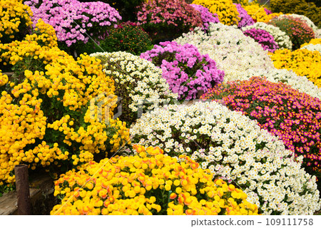 色彩繽紛的札魯菊花裝飾著秋天 109111758