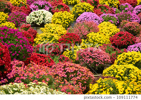 色彩繽紛的札魯菊花裝飾著秋天 色彩繽紛的札魯菊花裝飾著秋天 109111774