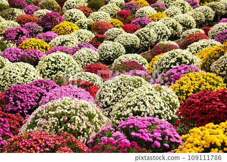 色彩繽紛的札魯菊花裝飾著秋天 色彩繽紛的札魯菊花裝飾著秋天 109111786
