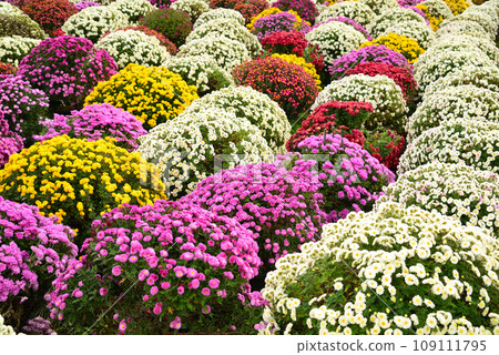 Colorful zaru chrysanthemums that decorate autumn Colorful zaru chrysanthemums that decorate autumn 109111795