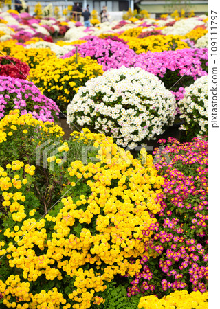Colorful zaru chrysanthemums that decorate autumn 109111797