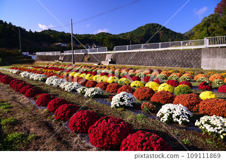 Autumn tradition - Zarugiku 109111869