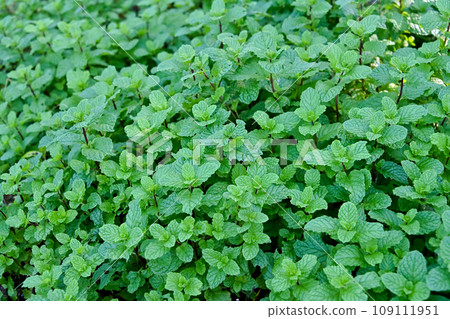 Spearmint Spearmint 109111951