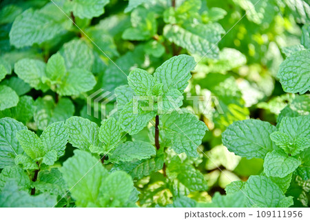 薄荷 109111956