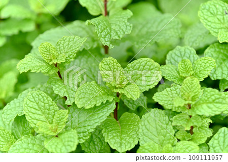 薄荷 109111957