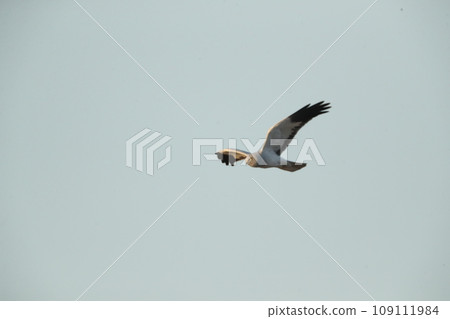 Hiirochuhiosu Hiirochuhiosu 109111984