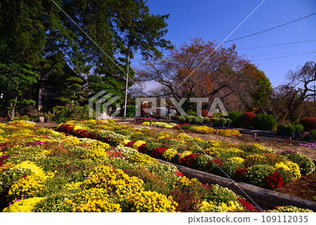 色彩繽紛的札魯菊花預示著秋天 色彩繽紛的札魯菊花預示著秋天 109112035