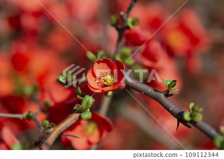 Red flowers of Chaenomeles x superba Grenade on a branch in the garden, selective focus. Beautiful spring-summer background with red flowers Red flowers of Chaenomeles x superba Grenade on a branch in the garden, selective focus. Beautiful spring-summer background with red flowers 109112344