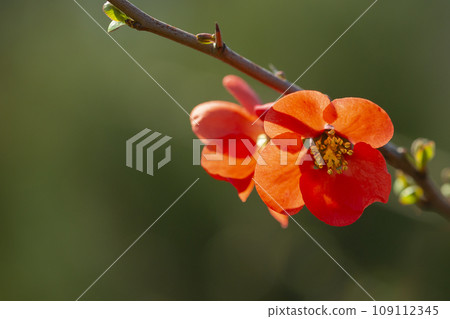Red flowers of Chaenomeles x superba Grenade on a branch in the garden, selective focus. Beautiful spring-summer background with red flowers Red flowers of Chaenomeles x superba Grenade on a branch in the garden, selective focus. Beautiful spring-summer background with red flowers 109112345