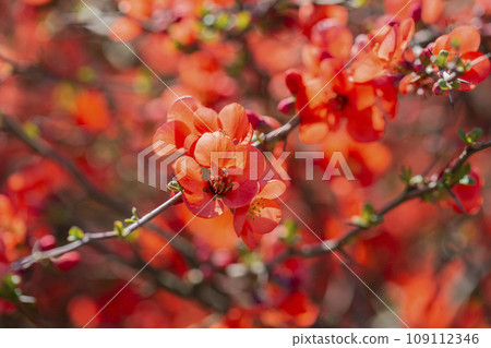 Red flowers of Chaenomeles x superba Grenade on a branch in the garden, selective focus. Beautiful spring-summer background with red flowers 109112346