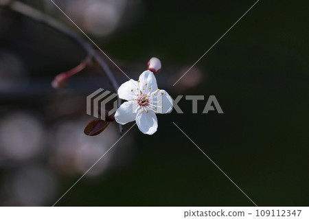 Branches of flowering sand cherry tree covered in white blossoms Branches of flowering sand cherry tree covered in white blossoms 109112347