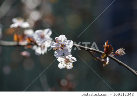 Branches of flowering sand cherry tree covered in white blossoms Branches of flowering sand cherry tree covered in white blossoms 109112348